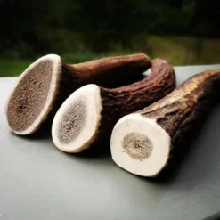 Evident Bois De Cerf Entier M -Toutouly Soldes Magasin bois de cerf 2 1 1