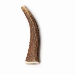 Evident Bois De Cerf Entier M