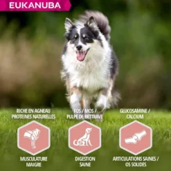 Eukanuba Senior Petite Et Moyenne Race Agneau & Riz 12 Kg -Toutouly Soldes Magasin eukanuba chien senior grande race agneau riz 5 1