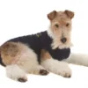Medical Pet Shirt Chien S Plus 2 Medical Pet Shirt Chien S Plus -Toutouly Soldes Magasin mps dog s 1 1