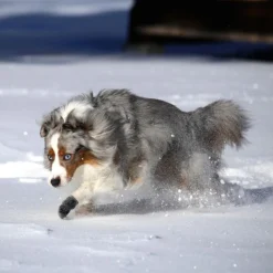 Pawz Bottes Noires M -Toutouly Soldes Magasin pawz bottes bleues m la compagnie des animaux 4 2