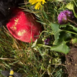 Pawz Bottes Noires S -Toutouly Soldes Magasin pawz bottes rouges s la compagnie des animaux 6 2