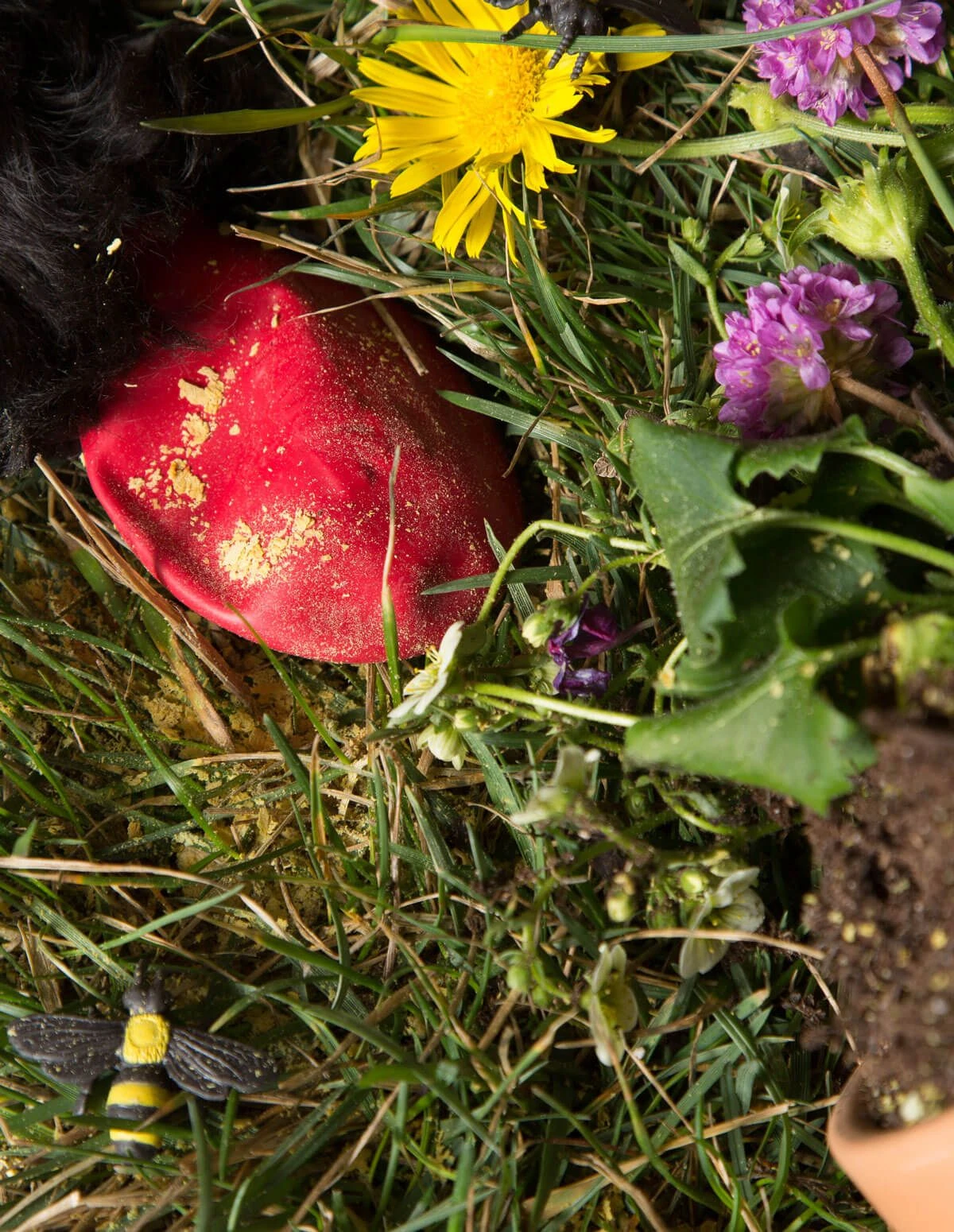 Pawz Bottes Noires S – Image 6