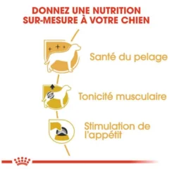 Royal Canin Caniche Adult Mousse 12 X 85 G -Toutouly Soldes Magasin royal canin caniche adult 12 x 85 g3