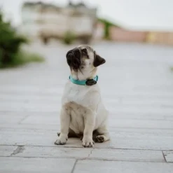 Tickless Mini Dog Noir Rechargeable 7 Tickless Mini Dog Noir Rechargeable -Toutouly Soldes Magasin tickless mini dod 3