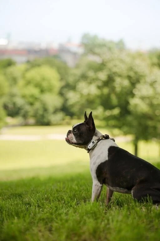 Tickless Mini Dog Blanc Rechargeable 4 Tickless Mini Dog Blanc Rechargeable – Image 2