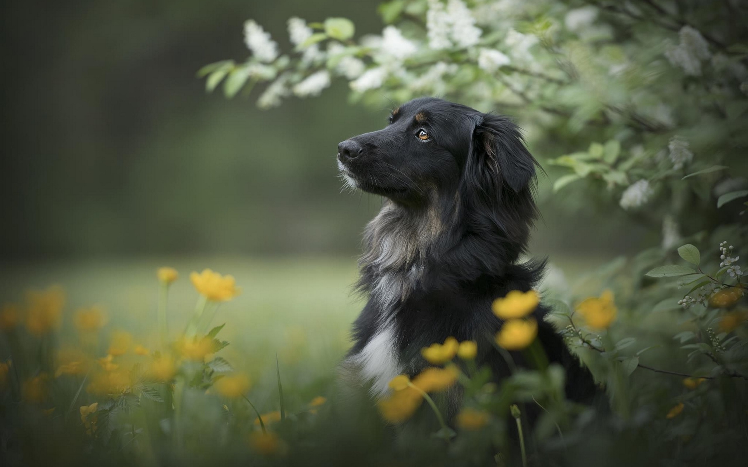 Toutouly Soldes Magasin -Toutouly Soldes Magasin beautiful black dog in flower field wallpaper
